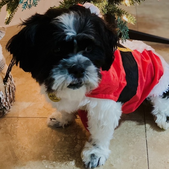 SUIT FOR DOG - Picture 4 of 4